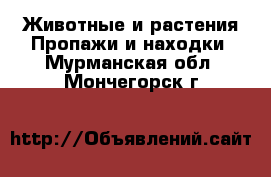 Животные и растения Пропажи и находки. Мурманская обл.,Мончегорск г.